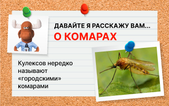 Настоящие комары, или кулексы Настоящие комары, или кулексы